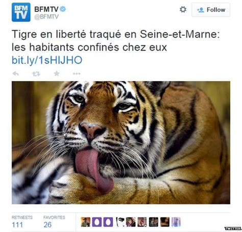 What Does The Paris Tiger Look Like Bbc Newsbeat