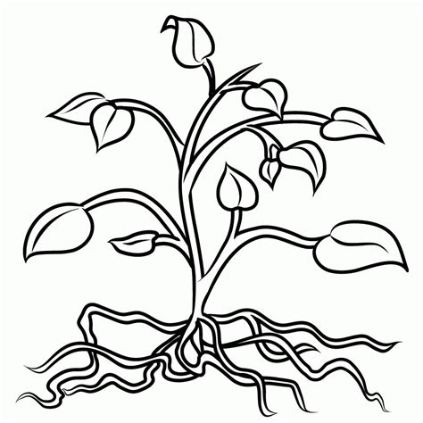 Plant Coloring Page - Coloring Home