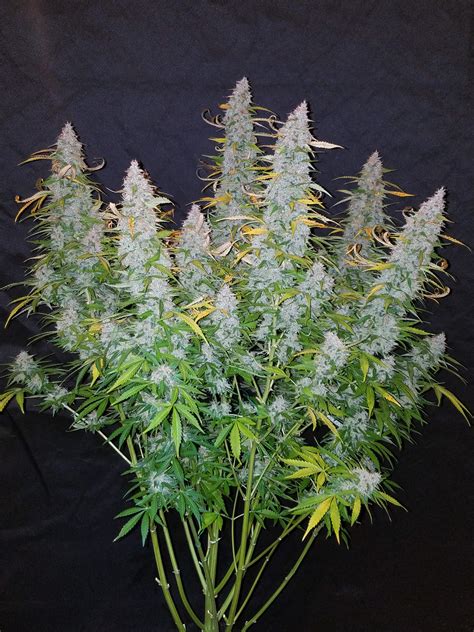 Californian Snow Auto Seeds Fast Buds Autoflowering Cannabis