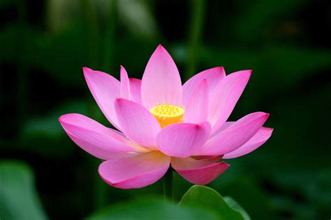 Lotus Symbol In Vietnamese Culture Tripatini