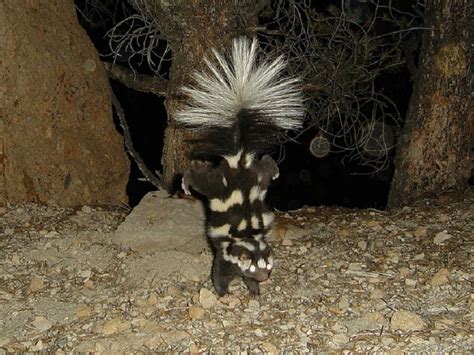 Tennessee Watchable Wildlife Eastern Spotted Skunk Hunted