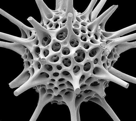 Radiolarian Photograph By Steve Gschmeissnerscience Photo Library