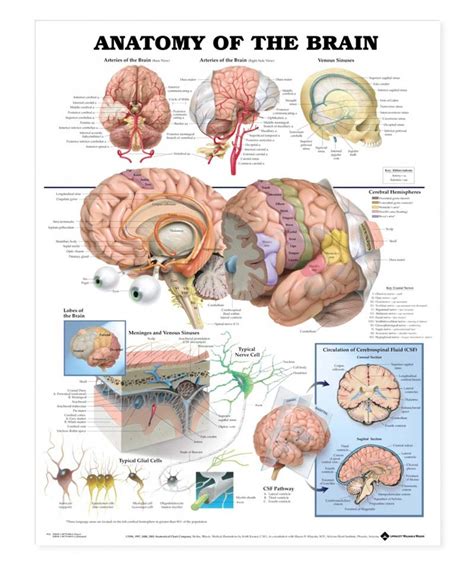 Anatomy Of The Brain Antomical Chart Physio Needs