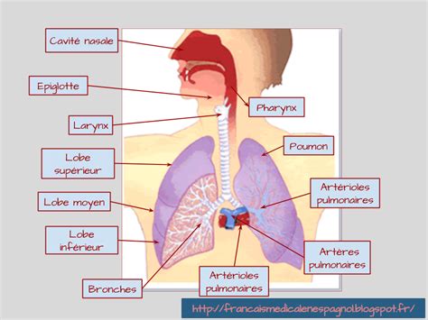 El Sistema Respiratorio Appareil Respiratoire Corps Humain Anatomie