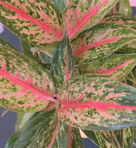 Miami Tropical Plants - Tropical Plant Company in Miami