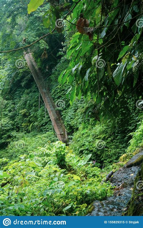 Beautiful Green Tropical Rain Forest With Long Staircase In Bali Stock