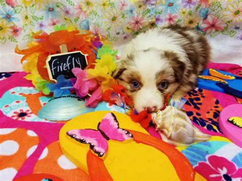 She chooses one and opens it. Shamrock Rose Aussies - ﻿ EXCITING NEWS!!! 2 Litters ...