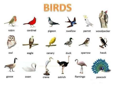 Learn 1000 Animal Names In English Animals Name In English Vocabulary Learn English