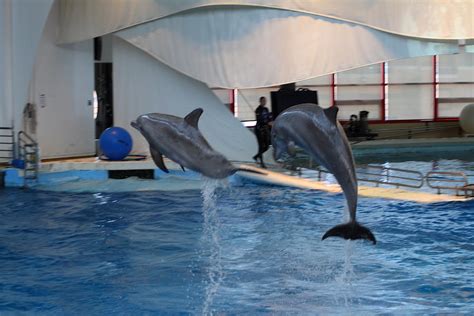 Dolphin Show National Aquarium In Baltimore Md 1212257 Photograph