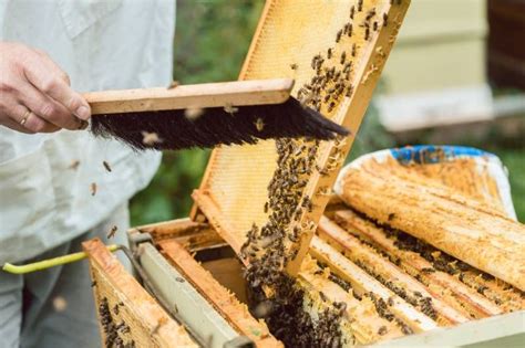 Beekeeping Starter Kit Essential Supplies You Need To Get Started