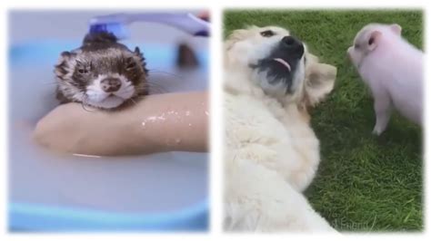 Top True Most Cutest Animal And Baby Animal Video Compilation 2020 2