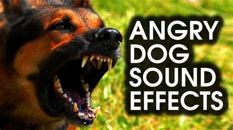 Angry Dog Bark And Growl Sound Effects High Quality Youtube
