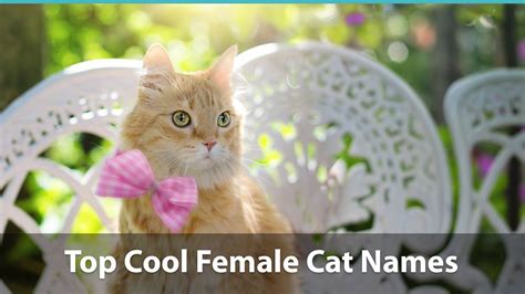 Top 200 Cool Cat Names For Boy And Girl Kitties