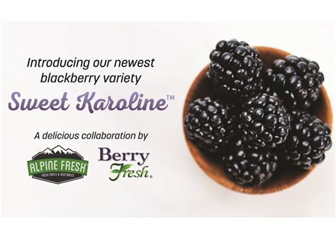 Alpine Fresh Berry Fresh Introduce Sweet Karoline Blackberries The