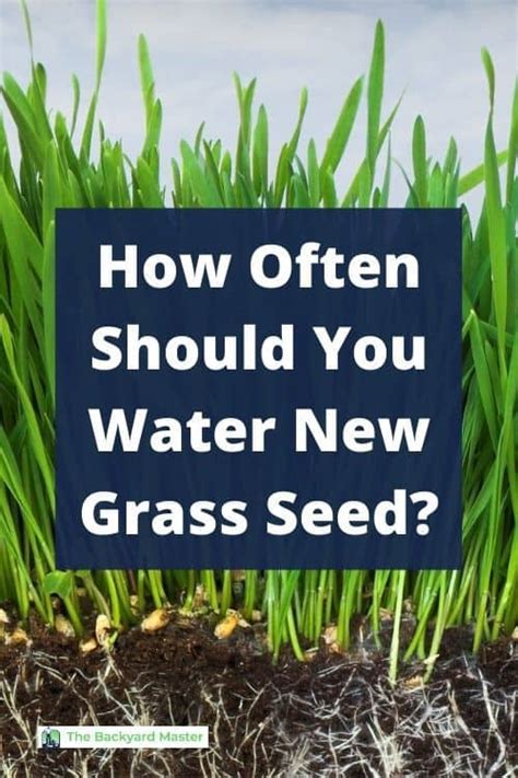 How Often Do You Water New Grass Seed Expert Advice For Success The