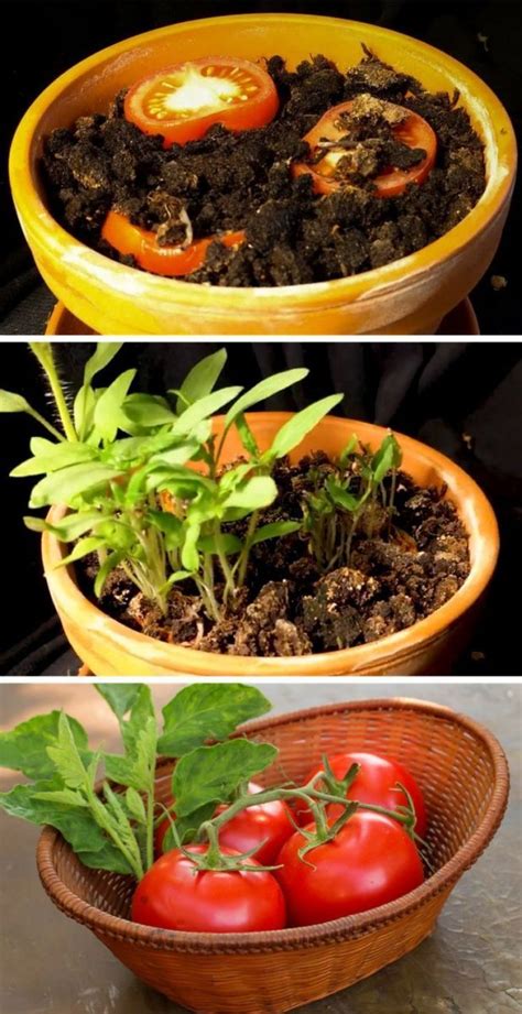 Carrots are actually among the easiest vegetables to grow indoors, which may come as a surprise since they can grow to be so long. The Easiest Way to Grow An Endless Supply of Tomatoes ...
