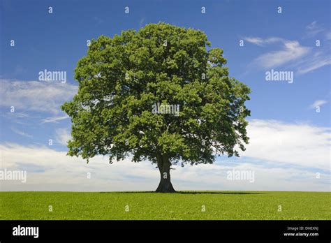 Single Big Oak Tree In Meadow Stock Photo Alamy