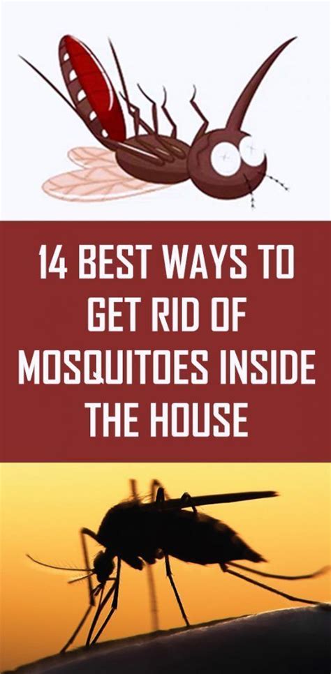 14 Best Ways To Get Rid Of Mosquitoes Inside The House Home Remedies