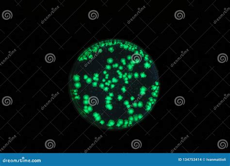Li Bacteria Under A Compound Microscope Stock Photo Cartoondealer