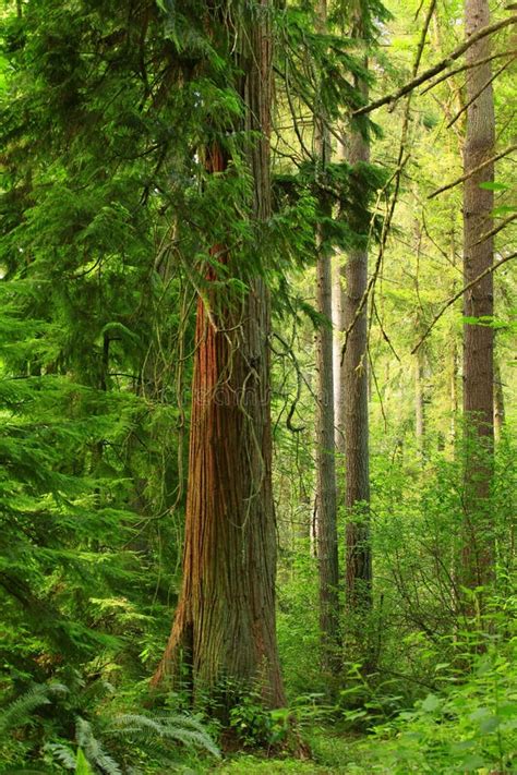 Pacific Northwest Forest And Western Red Cedar Trees Stock Image