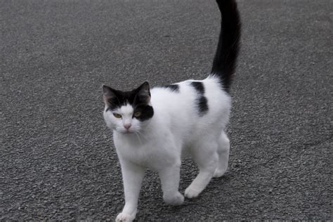Bugs Blog: Real life warrior cats!
