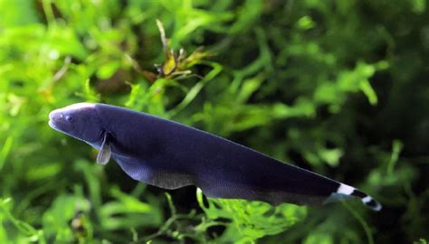 Black Ghost Knife Fish Care Total Care Diet And Breeding Guide