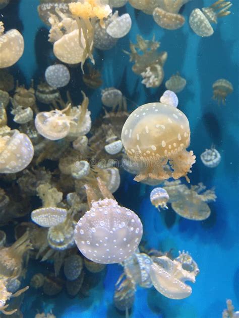 White Spotted Jellyfish Stock Photo Image Of Aquarium 51694550