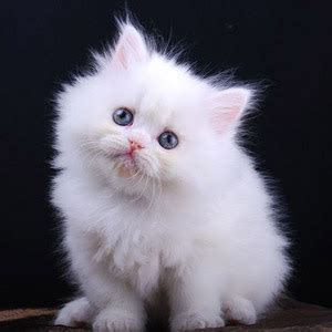 Kucing persia adalah ras kucing domestik yang berbulu panjang dan mempunyai struktur wajah bulat dan moncong yang pendek. Koleksi Kucing Comel - Viral Cinta