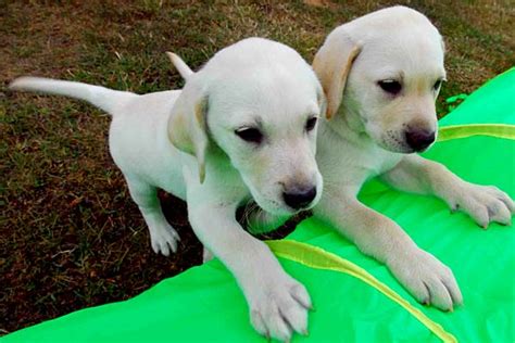 Guide Dog Puppies Real Cute With A Purpose Nz