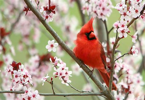 Spring Blooms - A male cardinal in his happy place. | Spring blooms, Beautiful creatures ...
