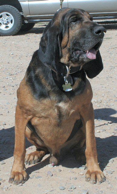 Bo Current K 9 In Training In New Mexico Service Dogs Police Dogs