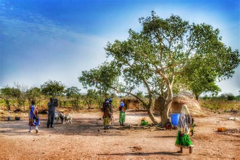 Ghana Africa Village People Tree Regeneration International