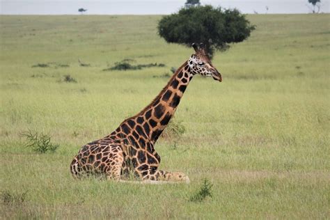 How Long Do Giraffes Sleep Their Sleeping Habits Explained Safari Near