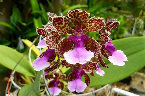 Oncidium Lanceanum Lances Trichocentrum