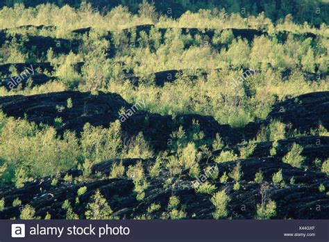 Blackened Barren High Resolution Stock Photography And Images Alamy