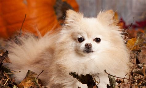 Pomeranian Hairstyles - Grooming spitz | Baby dogs, Pomeranian dog
