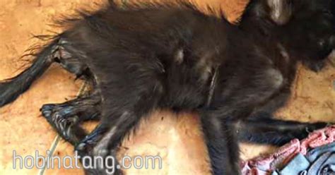Yang punya kucing lagi hamil, wajib tahu! Tanda Tanda Kucing Sakit dan Cara Mengatasinya - HoBinatang