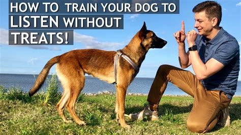 How To Train Your Dog To Listen Without Treats Training Your Dog Dog