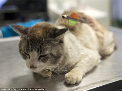 Whether or not it is time to let a beloved pet go. Vets forced to euthanize cat after he was found shot by an ...