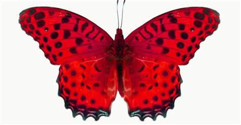 Red Butterfly Sightings Spiritual Meaning And Symbolism A Z Animals
