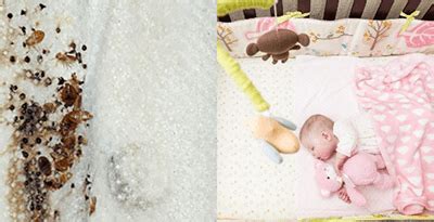 Bed bugs are small insects that feed mainly on human blood. NY Bed Bug Bites | Diagnosing Children - EnviroPest Solutions