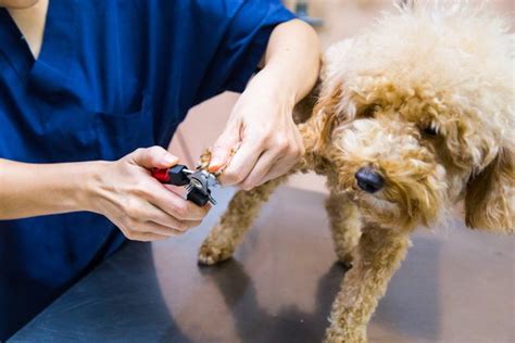 You will need to take a look at the nail itself, ideally with some light behind it. How to Cut an Overgrown Dew Claw | Cuteness