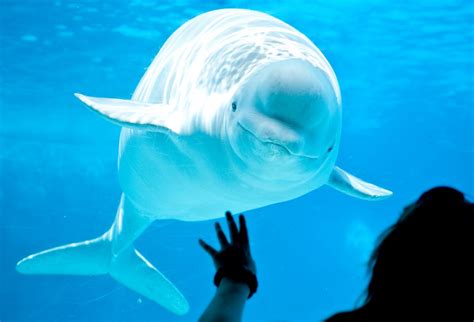 Shedd Aquarium Greets New Beluga Whale Calf Cool Things Chicago