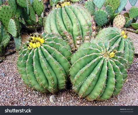 Here's everything you need to know about how to root a christmas cactus. Pin by LHHS Art Account Mr. Robertson on Car roots (With ...