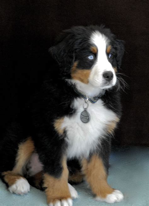 Rumi Our Male Bernese Mountain Doghes A Beauty