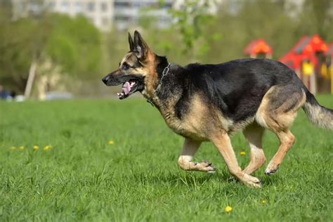 How Fast Can A German Shepherd Run Allgshepherds