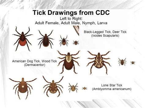 We did not find results for: Bed Bug Control. Pest Control Ticks Black Legged Tick. www.e-bedbugs.com Get Rid of Bedbugs Today