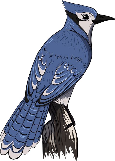 Blue Jay Transparent Clipart Full Size Clipart 5472623 Pinclipart