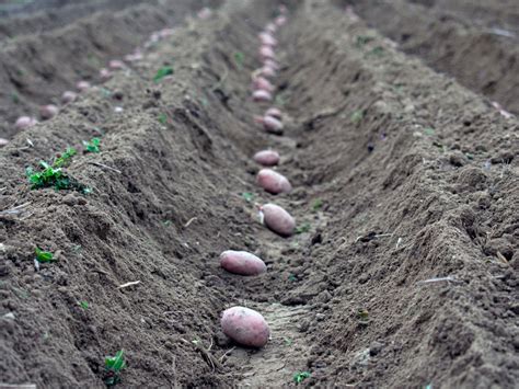 Planting Potatoes In A Trench Using The Potato Trench And Hill Method