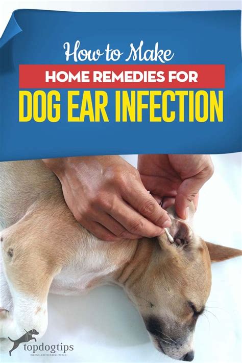 Does Apple Cider Vinegar Help Dog Ear Infection